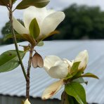 Magnólia veľkokvetá (Magnolia grandiflora) ´GALLISONIENSIS´ - výška 250-300 cm, kont. C180L (-17°C)